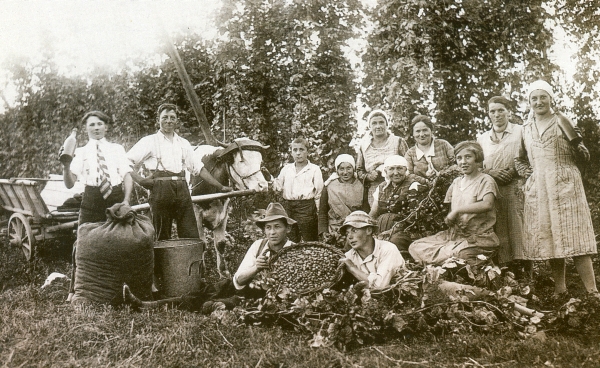 1931 - Hopfenzupfen bei Fam. Rußwurm in Pickenbach